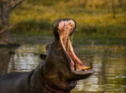 Moremi Game Reserve